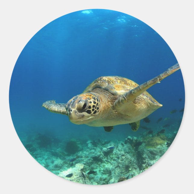 Sea turtle underwater classic round sticker (Front)