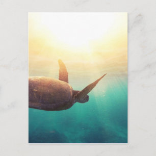 Sea Turtle - Underwater Nature Photography Postcard