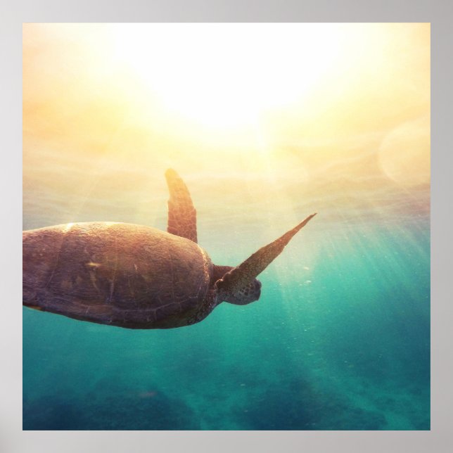 Sea Turtle - Underwater Nature Photography Poster (Front)