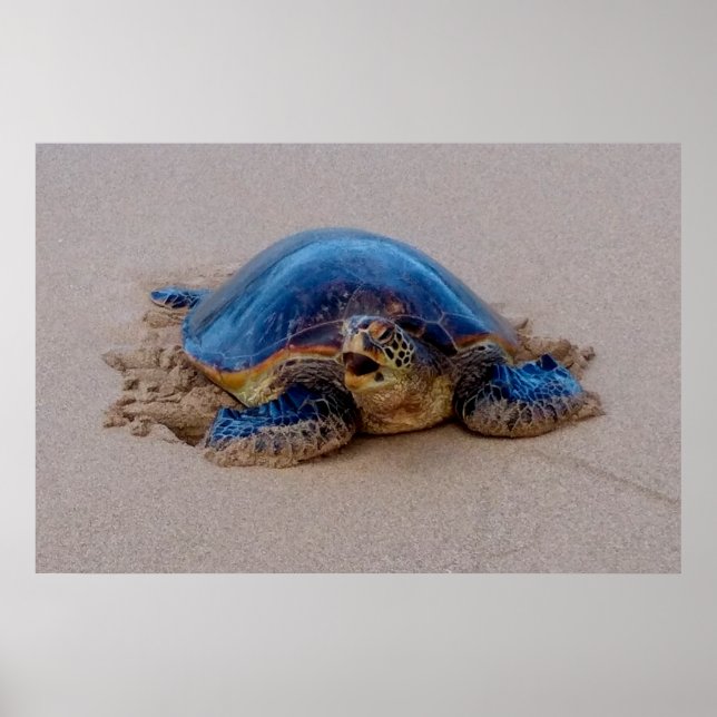 Sea Turtle Yawning Poster (Front)
