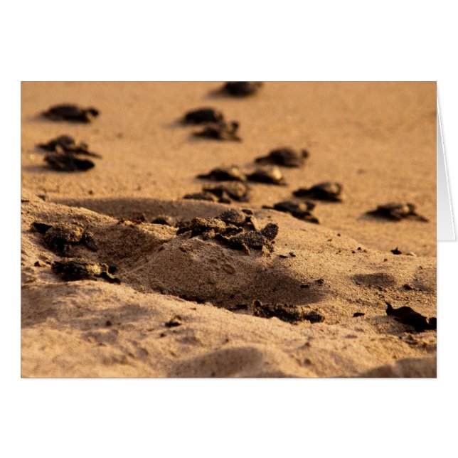 Sea Turtles (Front Horizontal)