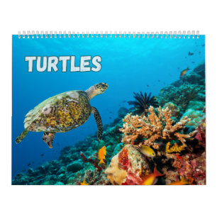 Sea Turtles and Turtles Calendar