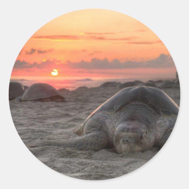 Sea Turtles at Sunset Classic Round Sticker (Front)