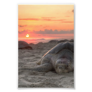 Sea Turtles at Sunset Photo Print