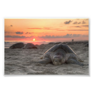Sea Turtles at Sunset Photo Print