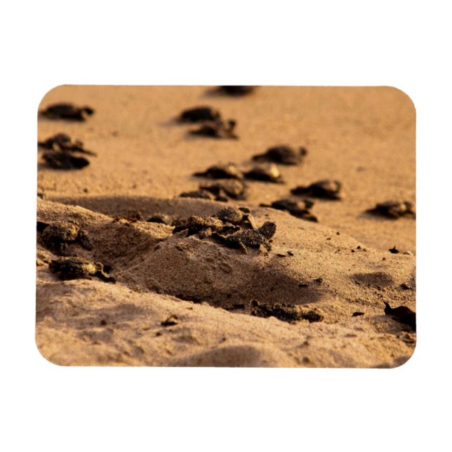 Sea Turtles Magnet (Horizontal)