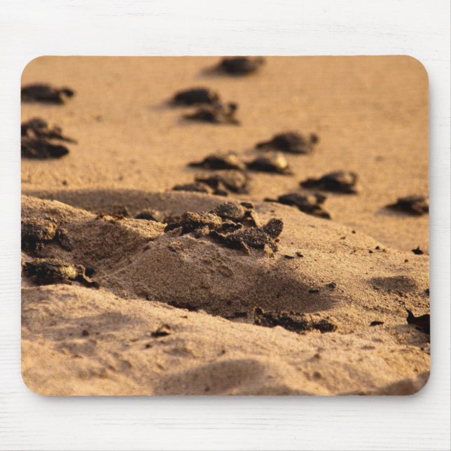 Sea Turtles Mouse Pad (Front)