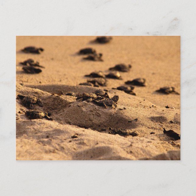 Sea Turtles Postcard (Front)