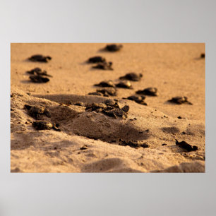 Sea Turtles Poster