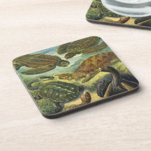 Sea Turtles Vintage Land Tortoise by Ernst Haeckel Coaster