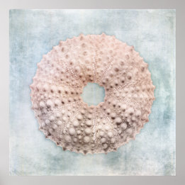 Sea Urchin Distressed Coastal Blue Cream Painting Poster