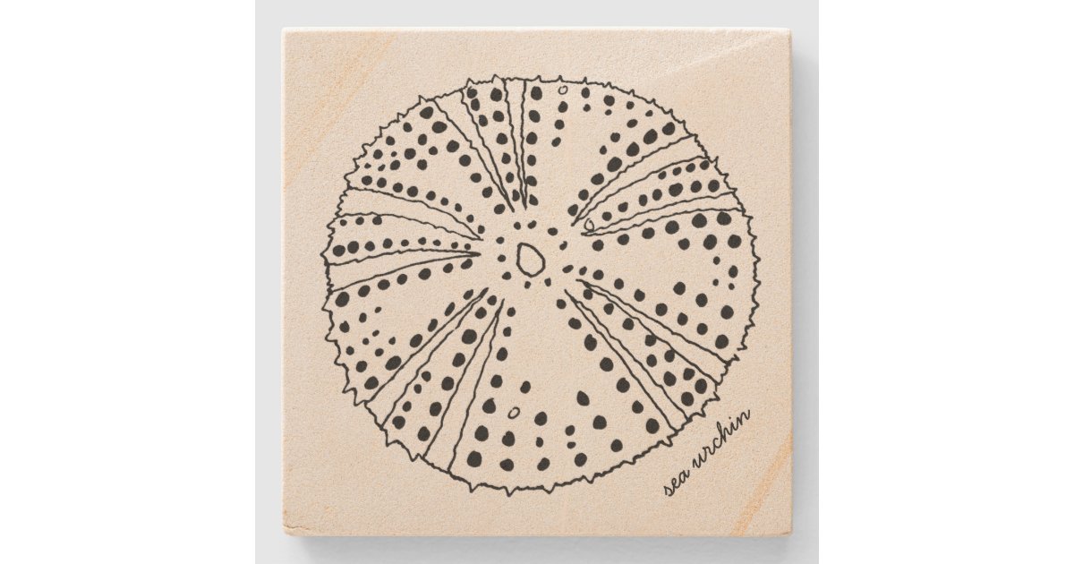 Sea Urchin Drawing Tropical Stone Coaster | Zazzle.com.au