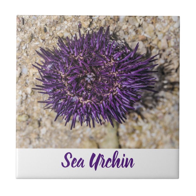 Sea Urchin Ocean Beach Holiday Summer Souvenir Ceramic Tile (Front)