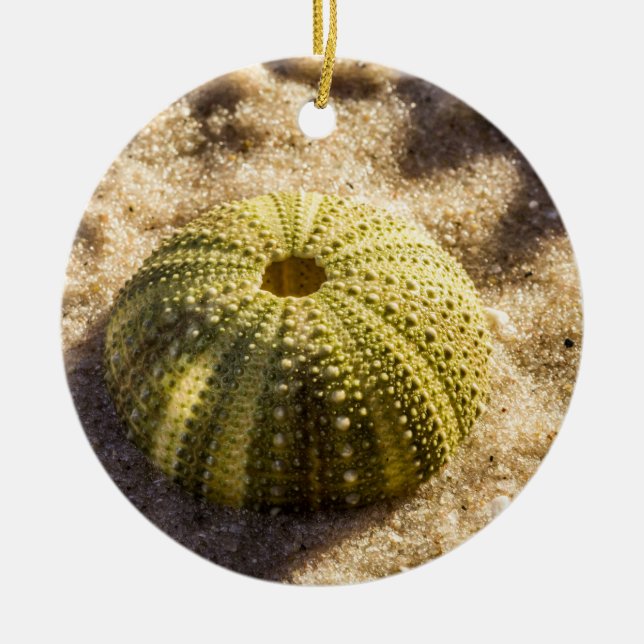 Sea Urchin on beach Ceramic Ornament (Front)