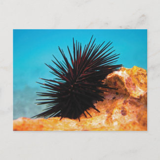 Sea ​​urchin postcard