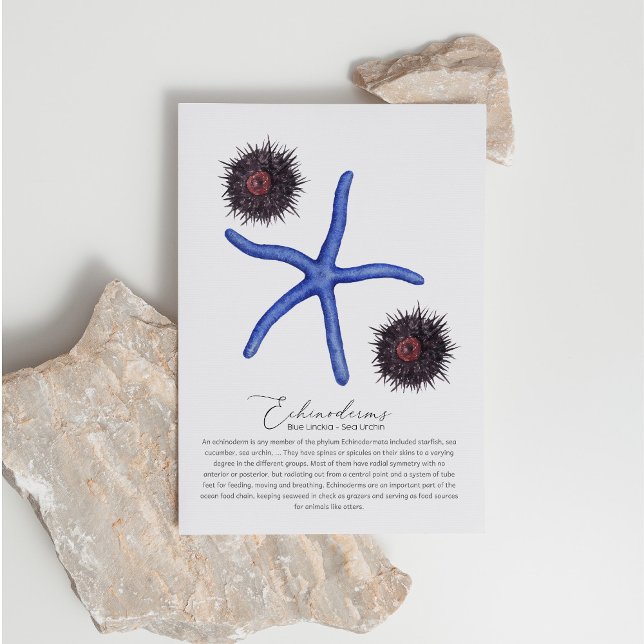 Sea Urchin Postcard (Creator Uploaded)