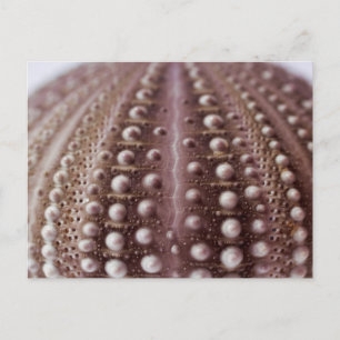 sea urchin postcard