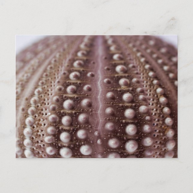 sea urchin postcard (Front)