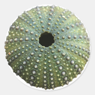 Sea Urchin Shell Classic Round Sticker