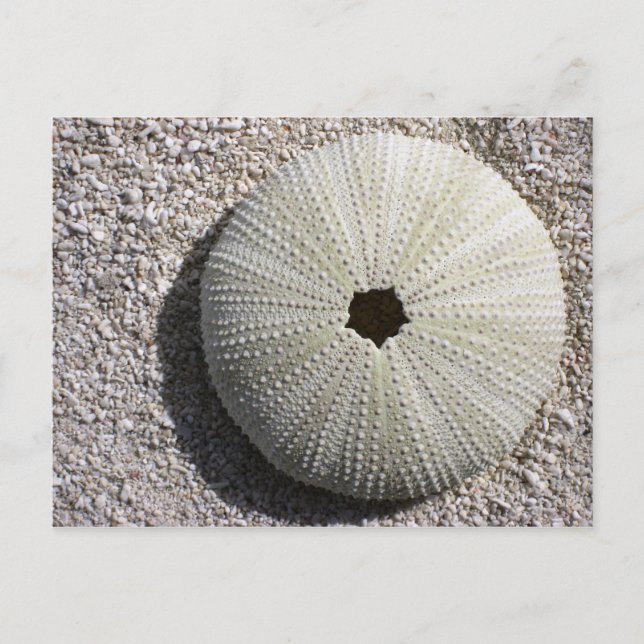 Sea Urchin Shell on the Sand Postcard (Front)