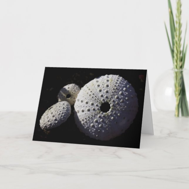 Sea Urchins Greeting Card (Front)
