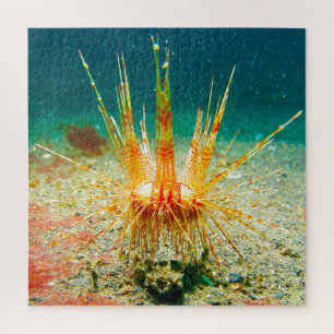 Sea Urchins Jigsaw Puzzle