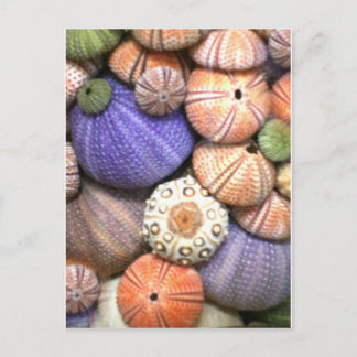 Sea Urchins Postcard