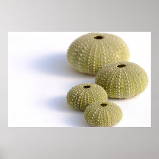 Sea urchins poster