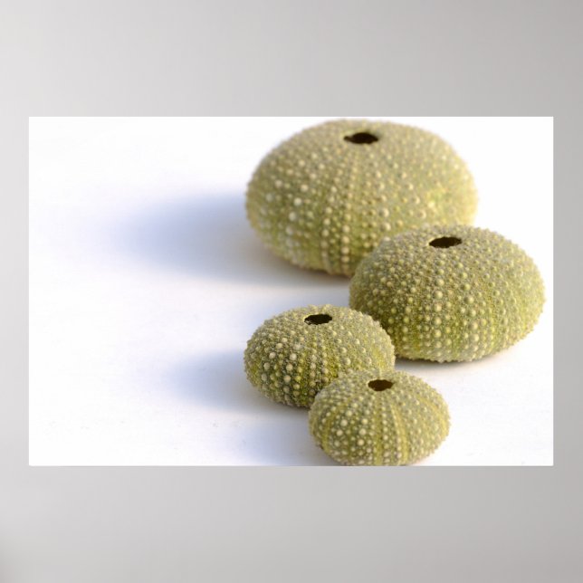 Sea urchins poster (Front)