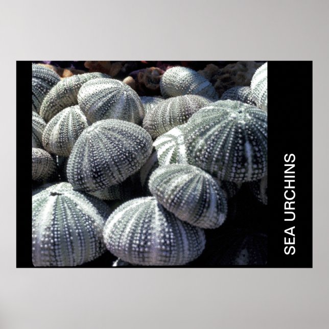 SEA URCHINS POSTER (Front)