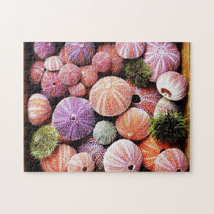 Sea urchins puzzle
