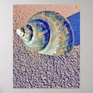 Sea Welk Seashell Poster