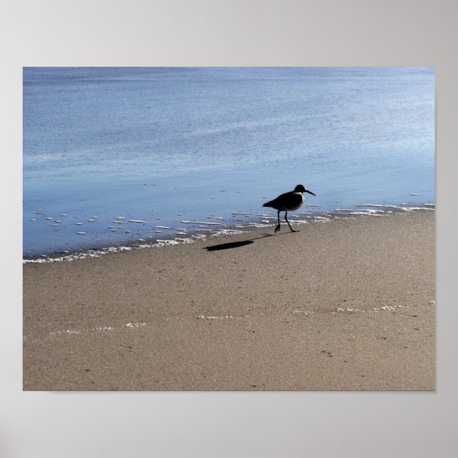 Seabird on the Beach Poster (Front)