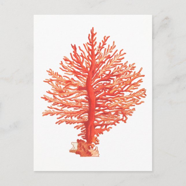 "SEACORAL" SEALIFE POSTCARD (Front)