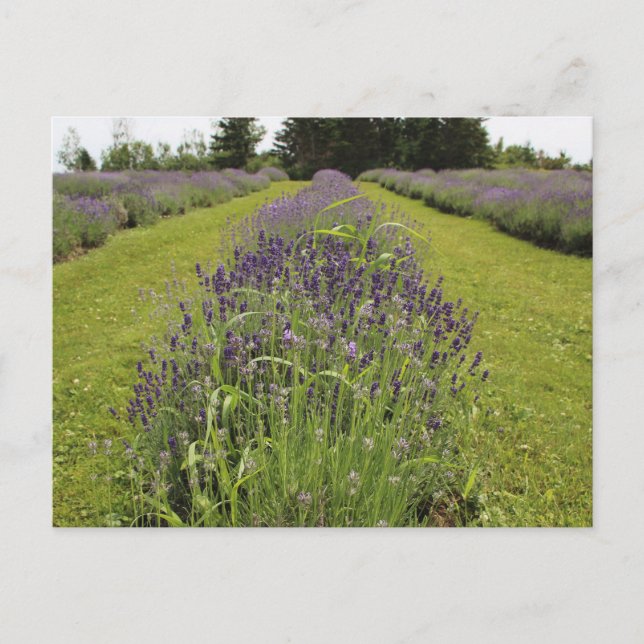 Seafoam Lavender Farm Postcard (Front)