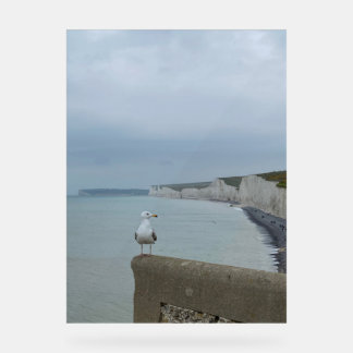 Seagul and Seven Sisters cliffs, UK Acrylic Sign