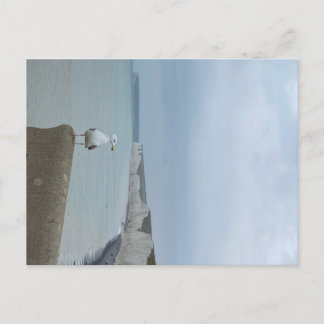 Seagul and white cliffs of Seven Sisters, UK Postcard