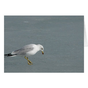 Seagull