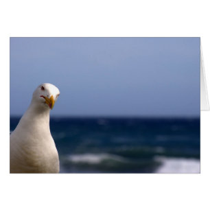 Seagull