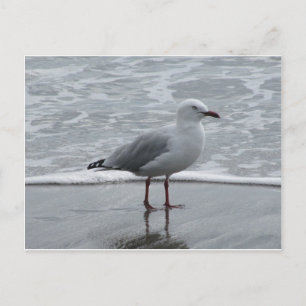 Seagull 2 postcard