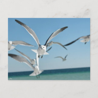 seagull 3 postcard