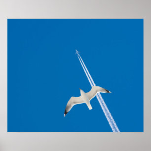 Seagull and aeroplane poster