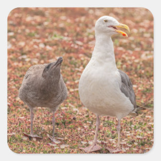 Seagull and Chick Square Sticker