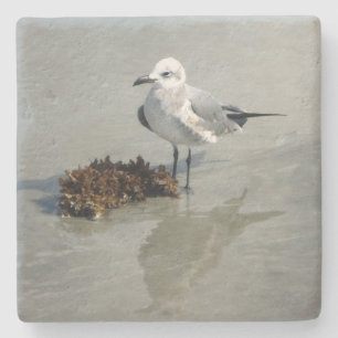 Seagull and Seaweed on Beach Stone Coaster