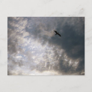 Seagull at Dusk Beach Bird Photography  Postcard
