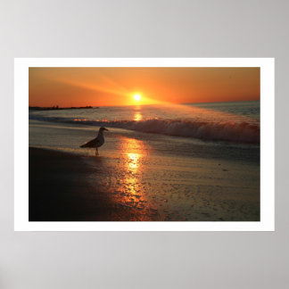 Seagull at Sunrise - Framed Print