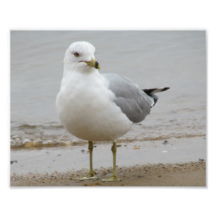 Seagull at the Beach Photo Print 8x10