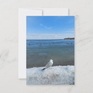 Seagull at the lake in winter