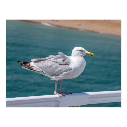 Seagull at the seaside postcard