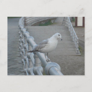 Seagull Bird Postcard